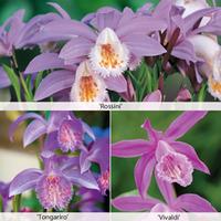 pleione orchid collection 3 bulbs 1 of each variety