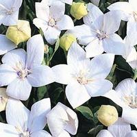 platycodon grandiflora fuji white 1 packet 30 platycodon seeds