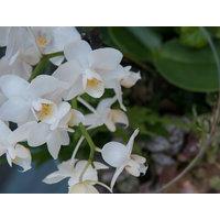 Plants and Orchid Bowl