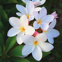 Plumeria \'White\' - 1 bare root plumeria plant