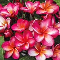 Plumeria \'Red\' - 1 bare root plumeria plant