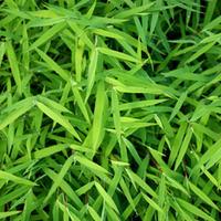 pleioblastus argenteostriatus f pumilus large plant 1 plant in 1 litre ...