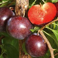 pluot purple candy 2 bare root pluot trees