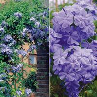 Plumbago auriculata - 1 plumbago plant in 9cm pot