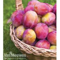 Plum \'Victoria\' - 1 bare root plum tree