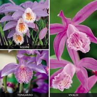 Pleione \'Orchid Collection\' - 3 pleione bulbs - 1 of each variety