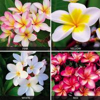 Plumeria Collection - 4 bare root plumeria plants - 1 of each variety