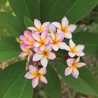 Plumeria \'Pink\' - 1 bare root plumeria plant