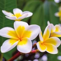 Plumeria \'Yellow\' - 1 bare root plumeria plant