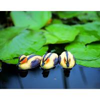 Plastic Floating Ducklings (Set of 3) in Yellow by Apollo Garden