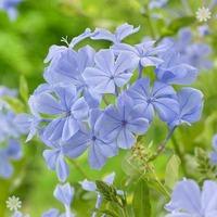 Plumbago auriculata Blue plant in 2L pot 70cm tall