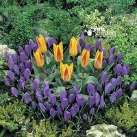 plant o mat classic tulipcrocus 45 bulbs