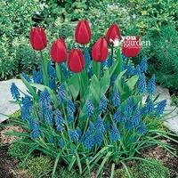 plant o mat classic tulipmuscari 45 bulbs