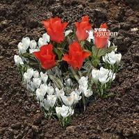 plant o mat heart tray tulip crocus