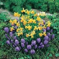 plant o mat classic narcissuscrocus 45 bulbs