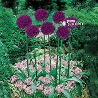 Plant-O-Mat Classic Allium Mix 45 bulbs