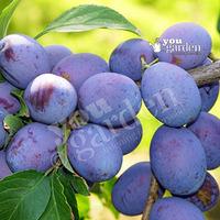 Plum Marjories Seedling bare root tree