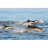 Port Stephens Day Trip with Dolphin Watching, Sandboarding and Australian Wildlife