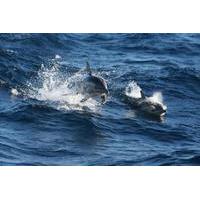Port Stephens Day Trip from Sydney Including Dolphin Watch Cruise