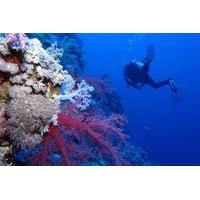 Portugal Eco-Diving Experience