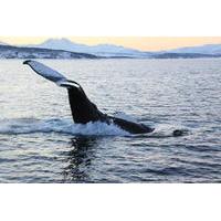 Polar Whale Safari from Tromso by Boat
