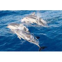 Port Stephens Day Tour From Sydney Including 4WD, Sandboarding and Dolphin Watching