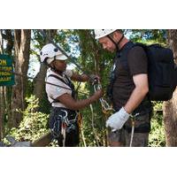 Port Elizabeth Shore Excursion: Treetops Canopy Tour