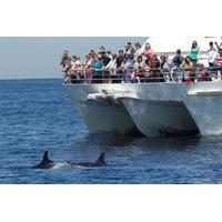 port stephens dolphin watch tour from sydney