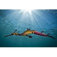 Port Phillip Bay Snorkeling with Sea Dragons