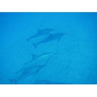 Pomaika\'i \"Lucky\" Farm Bed & ...