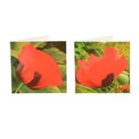 Poppy Notecards Pack