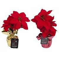 Poinsettia Flower With Base Wrapped In Foil Christmas Xmas Decoration