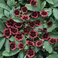 Potentilla thurberi \'Monarch\'s Velvet\' - 1 packet (100 potentilla seeds)