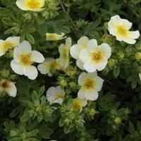 Potentilla fruticosa \'Limelight\' (Large Plant) - 2 x 3.5 litre potted plants