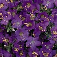 polemonium boreale heavenly habit 1 packet 20 polemonium seeds