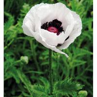 poppy royal wedding 1 x 1 litre potted poppy plant