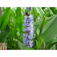 pontederia cordata var lanceolata marginal aquatic 1 x 1 litre potted  ...