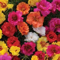 Portulaca \'Happy Hour Mixed\' - 24 portulaca plug plants