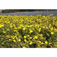 potentilla fruticosa goldfinger large plant 1 x 36 litre potted potent ...