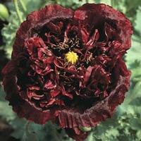 Poppy \'Black Peony\' - 1 packet (500 poppy seeds)