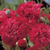 poppy red pom poms 1 packet 100 poppy seeds