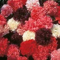 poppy peony flowered mixed paeoniiflorum group 1 packet 1500 poppy see ...