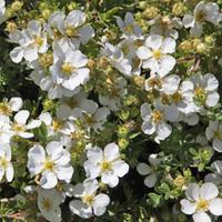 potentilla fruticosa abbotswood large plant 1 x 35 litre potted potent ...