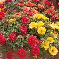 Portulaca \'Tropical Mixed\' - 24 plug plants