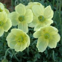 Poppy \'Pacino\' (Large Plant) - 1 x 1 litre potted papaver plant