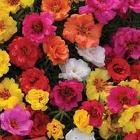 Portulaca grandiflora \'Happy Hour Mixture\' - 1 packet (80 portulaca seeds)