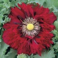 poppy seriously scarlet 1 packet 100 poppy seeds