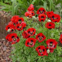 Poppy \'Ladybird\' - RHS endorsed seeds for children - 1 packet (150 poppy seeds)