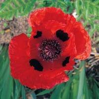 poppy dwarf allegro 1 packet 300 seeds