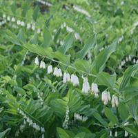 Polygonatum biflorum (Large Plan...